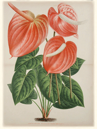 anthurium x roseum